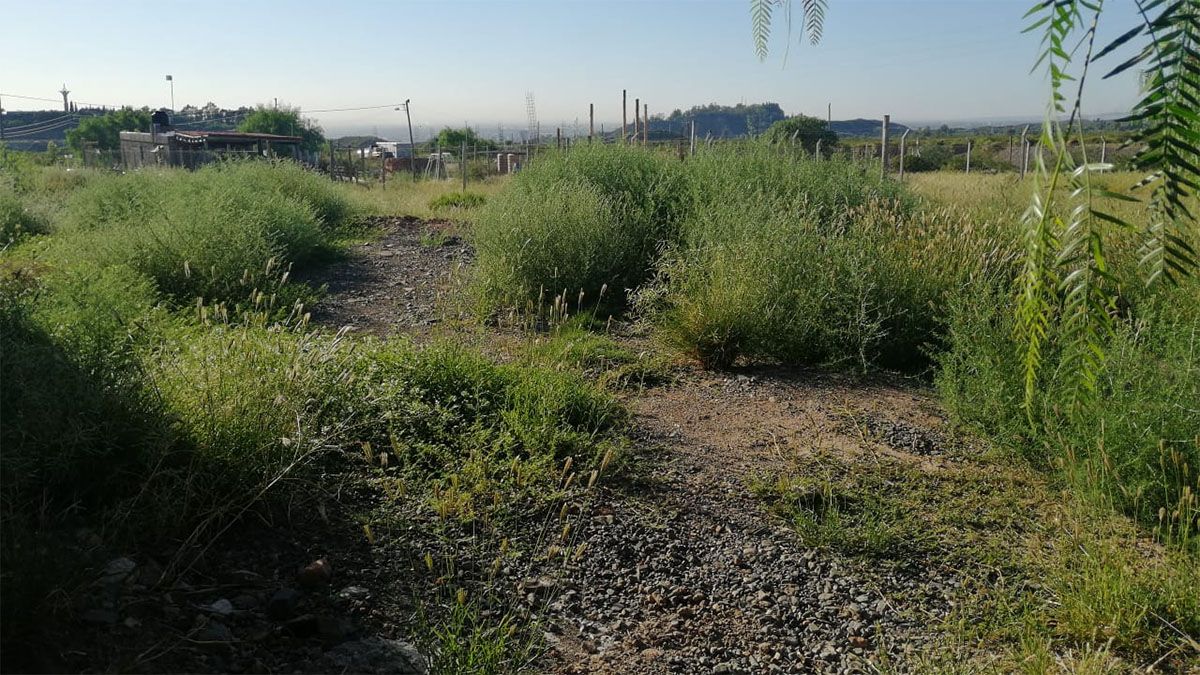 Una serpiente en un barrio privado mordió a una nena