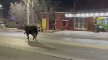 Un toro deambuló durante toda la noche por Maipú y la Policía Rural trabaja para atraparlo