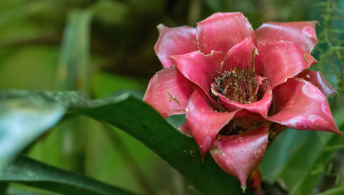 Necesita de espacio y tierra fértil para crecer sana Necesita de espacio y tierra fértil para crecer sana