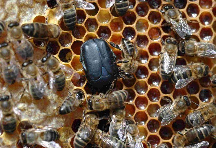 Alerta en Brasil por la aparición del escarabajo de las colmenas