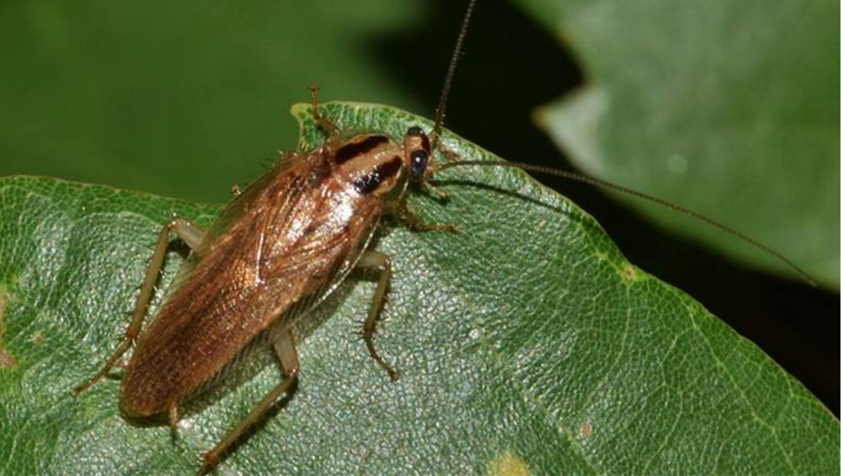 Estas son las plantas que no debes tener en casa porque atraen cucarachas