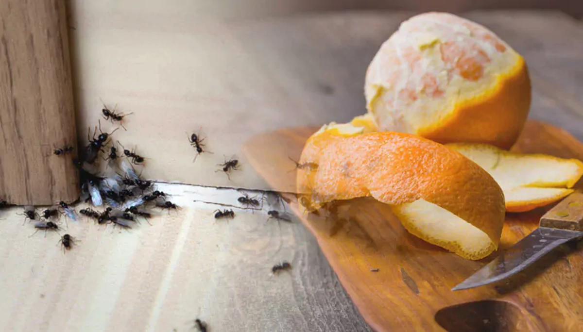 Ni agua caliente ni bicarbonato: la fruta que es ideal para eliminar los hormigueros del jardín Ni agua caliente ni bicarbonato: la fruta que es ideal para eliminar los hormigueros del jardín