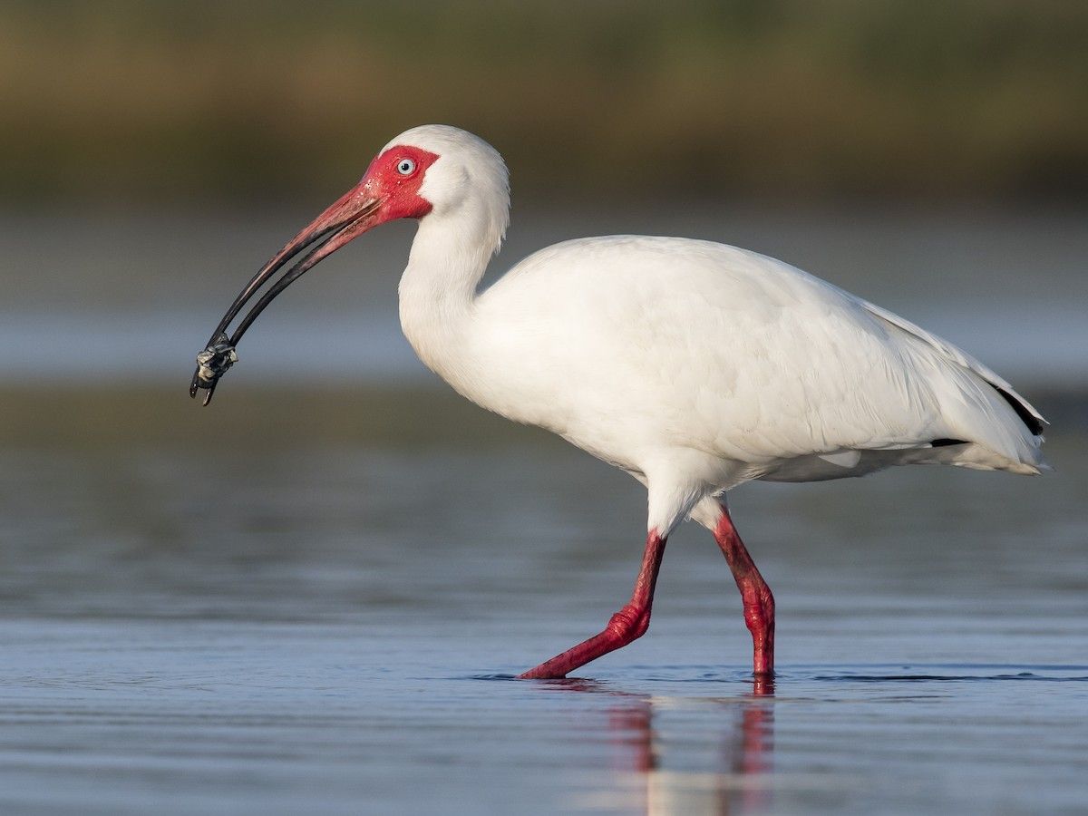 El Ibis Blanco es una especie de ave que tiene alas encorvadas. El Ibis Blanco es una especie de ave que tiene alas encorvadas.