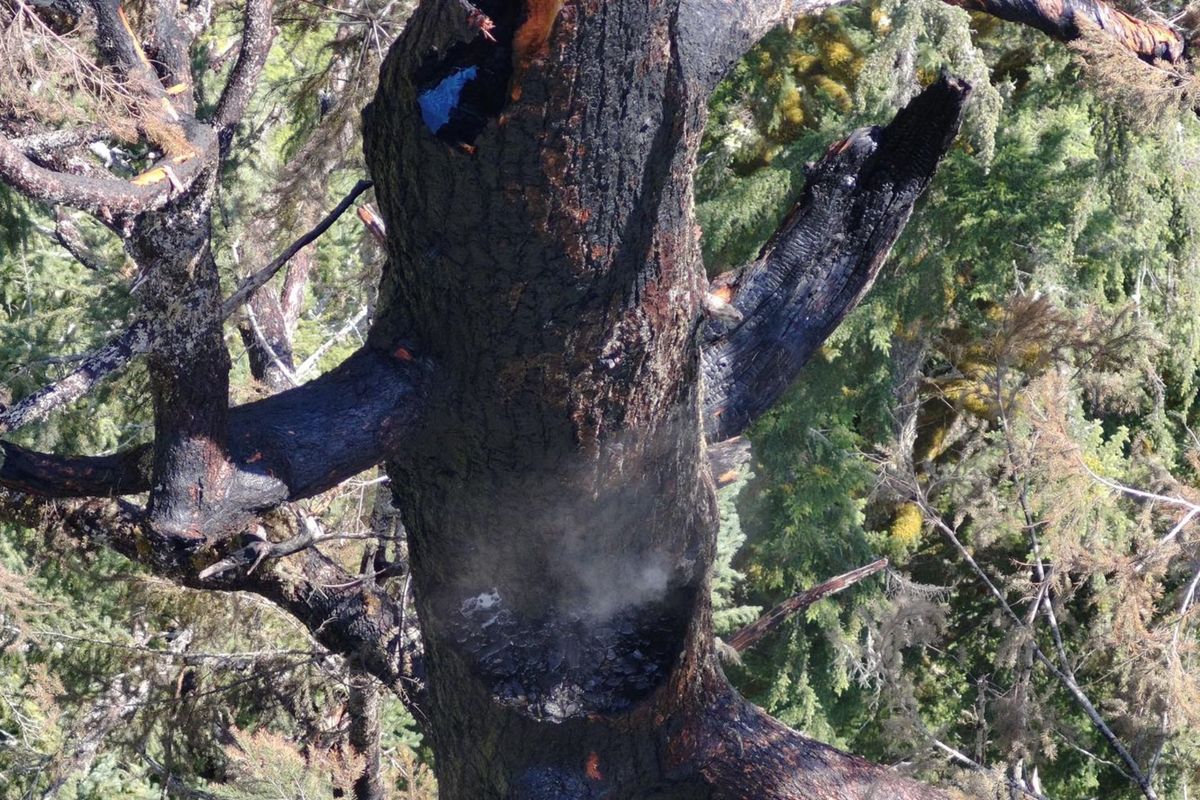 El enorme árbol se incendió y generó alarma.