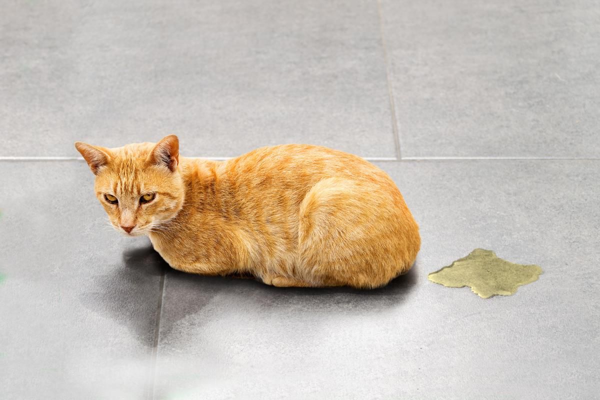 Este truco casero puede evitar que tu mascota vuelva a orinar dentro de casa. 