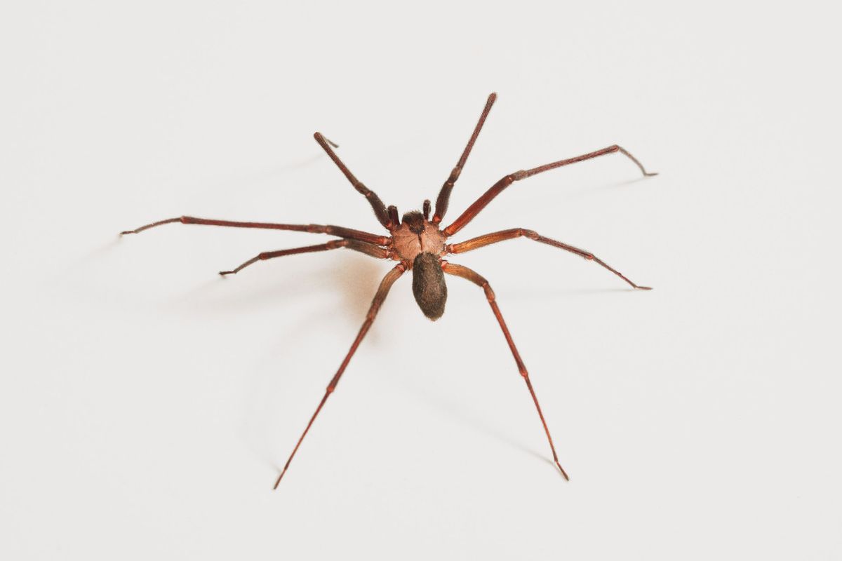 La araña violinista incrementa su presencia en las altas temperaturas.  La araña violinista incrementa su presencia en las altas temperaturas. 