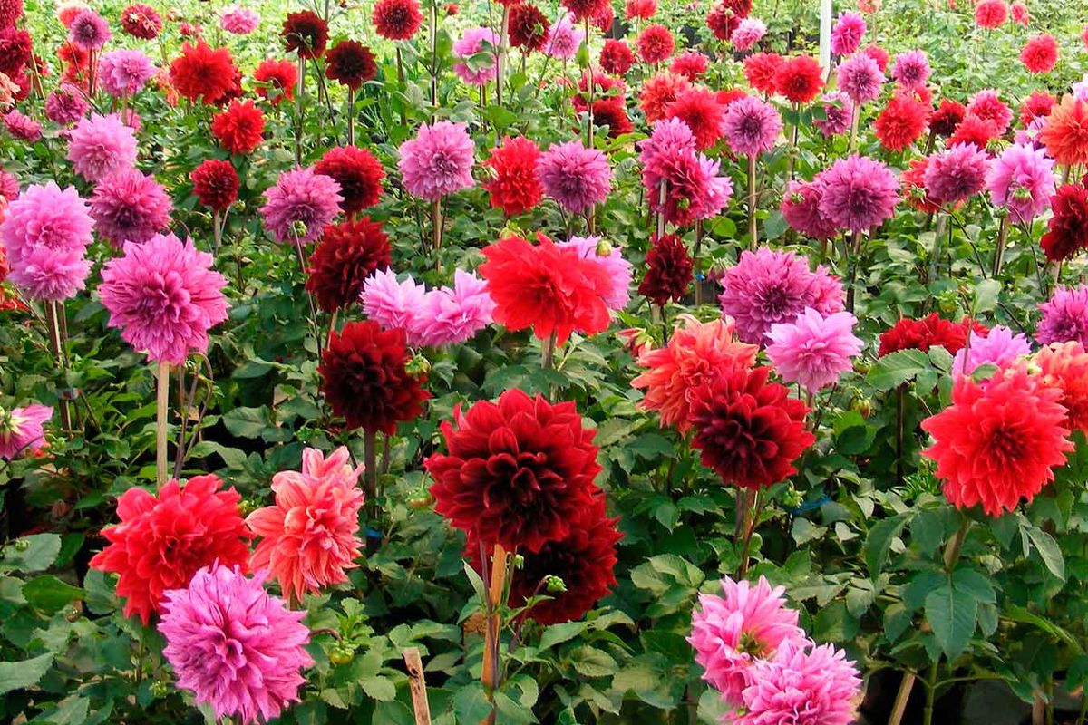 La dalia es una planta que resiste el sol sin problemas. La dalia es una planta que resiste el sol sin problemas.