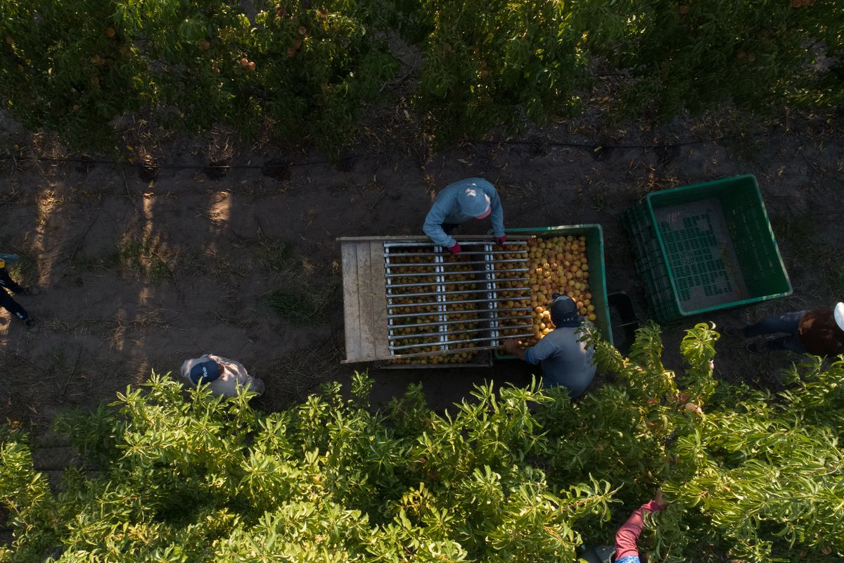 La plantación de duraznos que tiene la fábrica Fénix en el sur de Mendoza. La plantación de duraznos que tiene la fábrica Fénix en el sur de Mendoza.