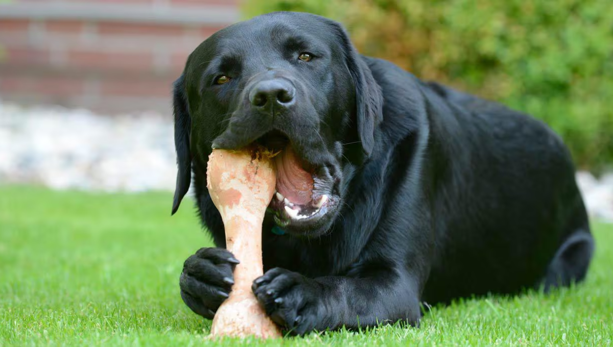 Qué pasa si un perro come huesos según la ciencia veterinaria.