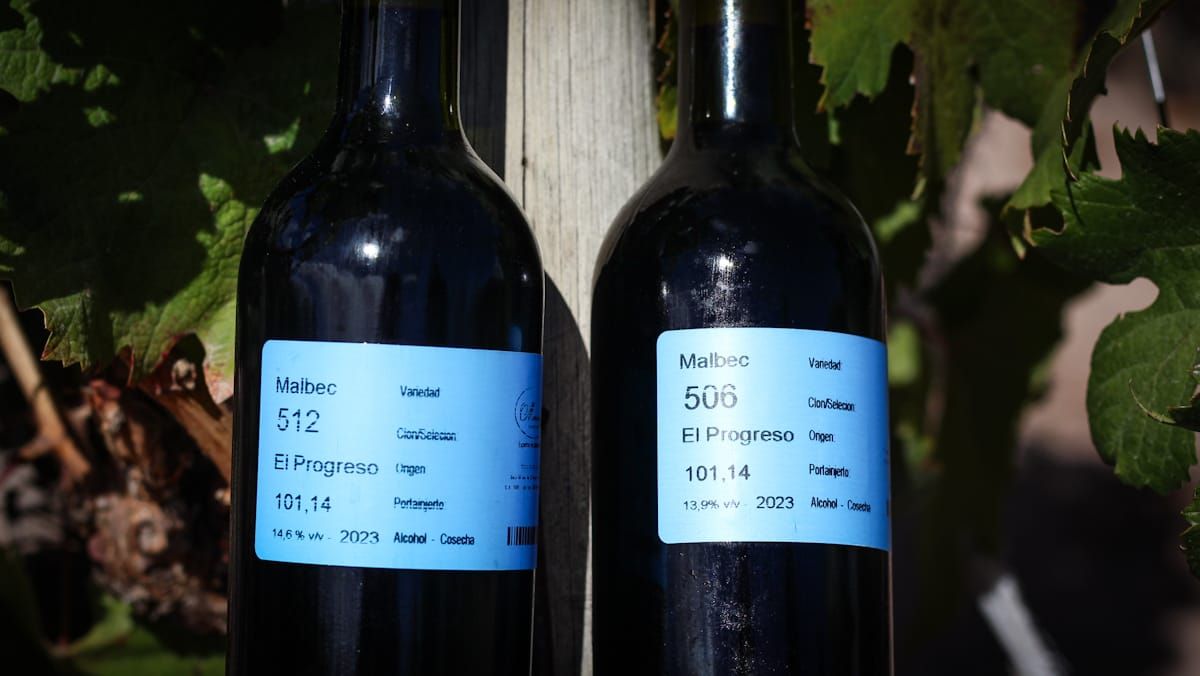 La clasificación y el minucioso seguimiento de todas las plantas de malbec que se utilizaron se llevó adelante en el vivero Mercier. La clasificación y el minucioso seguimiento de todas las plantas de malbec que se utilizaron se llevó adelante en el vivero Mercier.