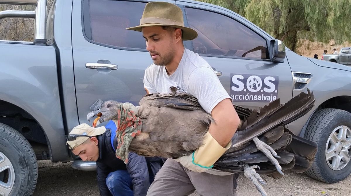 Así trasladaron al cóndor herido que se recuperó.&nbsp;