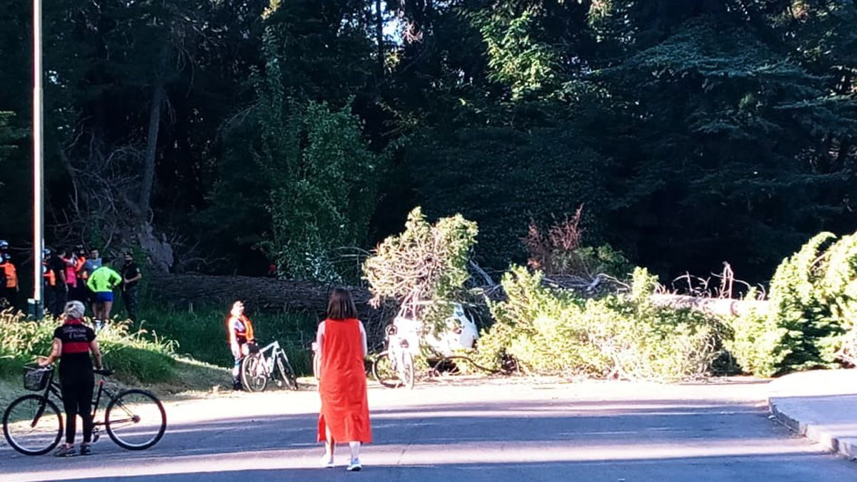 Un enorme pino cayó sobre un auto estacionado en el Parque