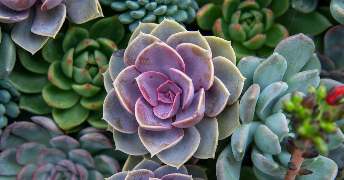 Echeveria. Echeveria.
