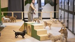 cuanto cuestan los servicios para mascotas como guarderias y hoteles en mendoza