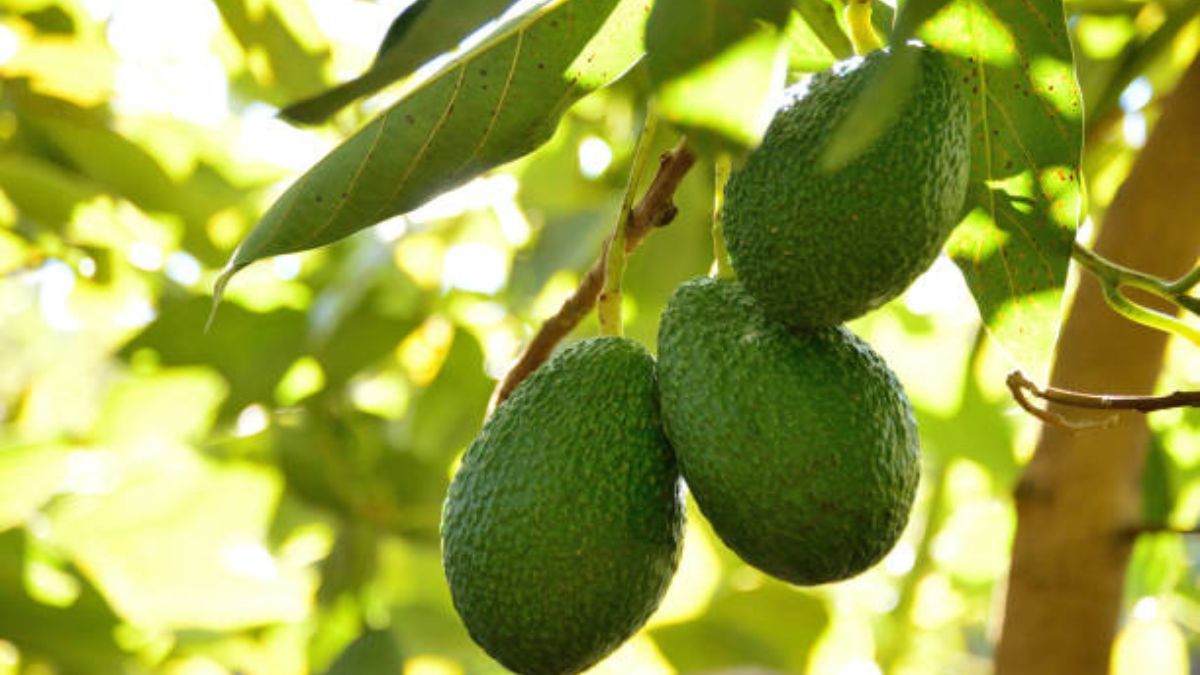 Cuándo cultivar un árbol de palta.