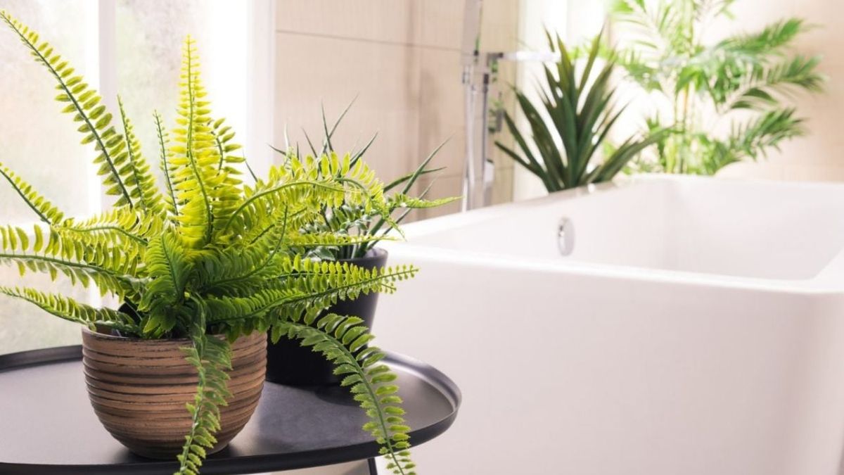 Los helechos soportan muy bien la humedad. Los helechos soportan muy bien la humedad.