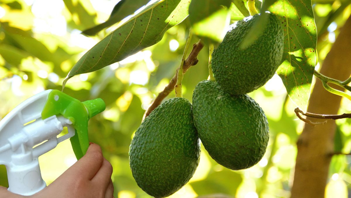 Insecticida casero para árbol de aguacate 