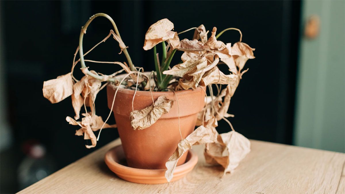 Las plantas que se han secado