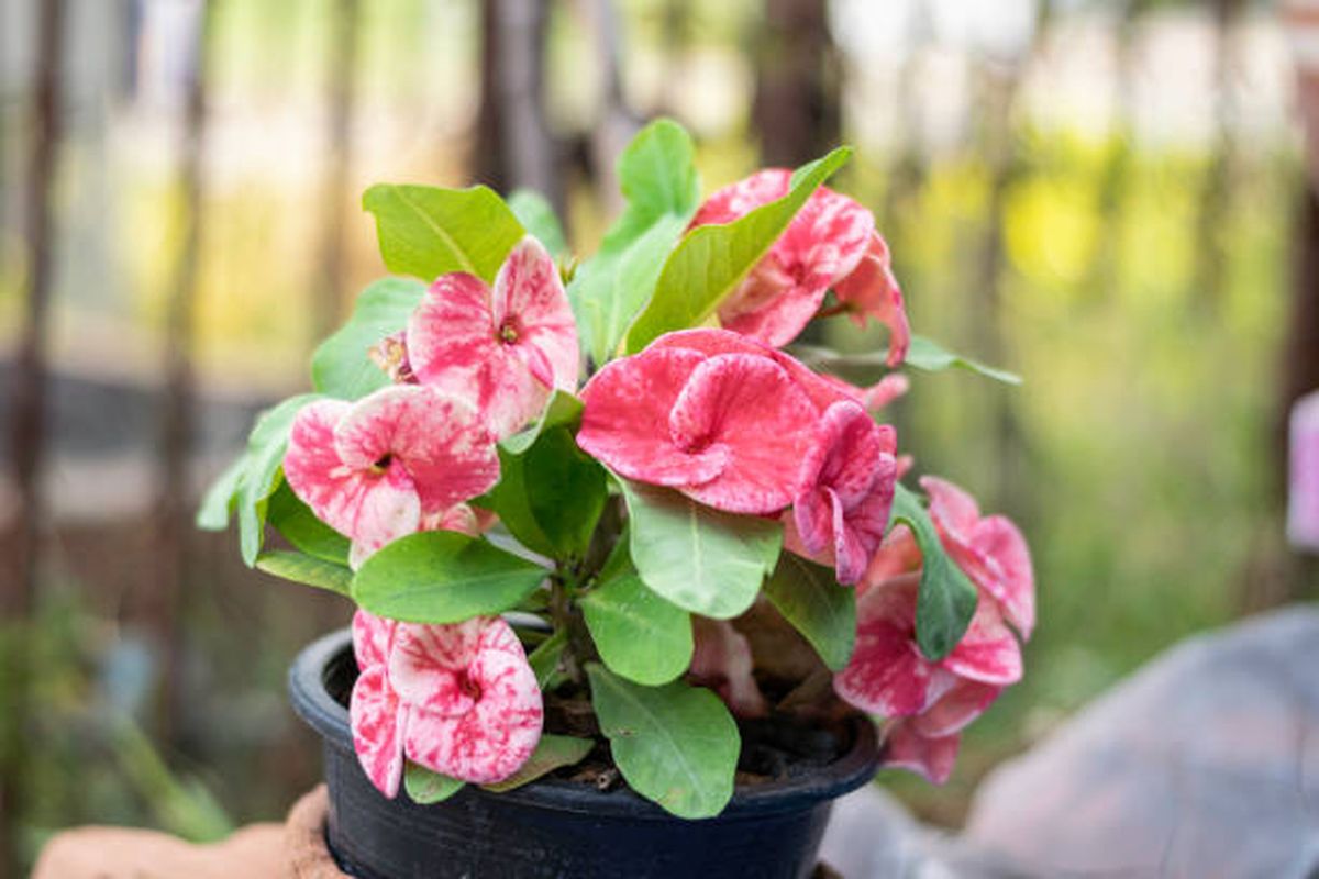 Corona de Cristo. Corona de Cristo.