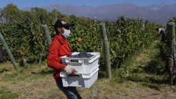 La cosecha de uva en Mendoza registró una caída del 19