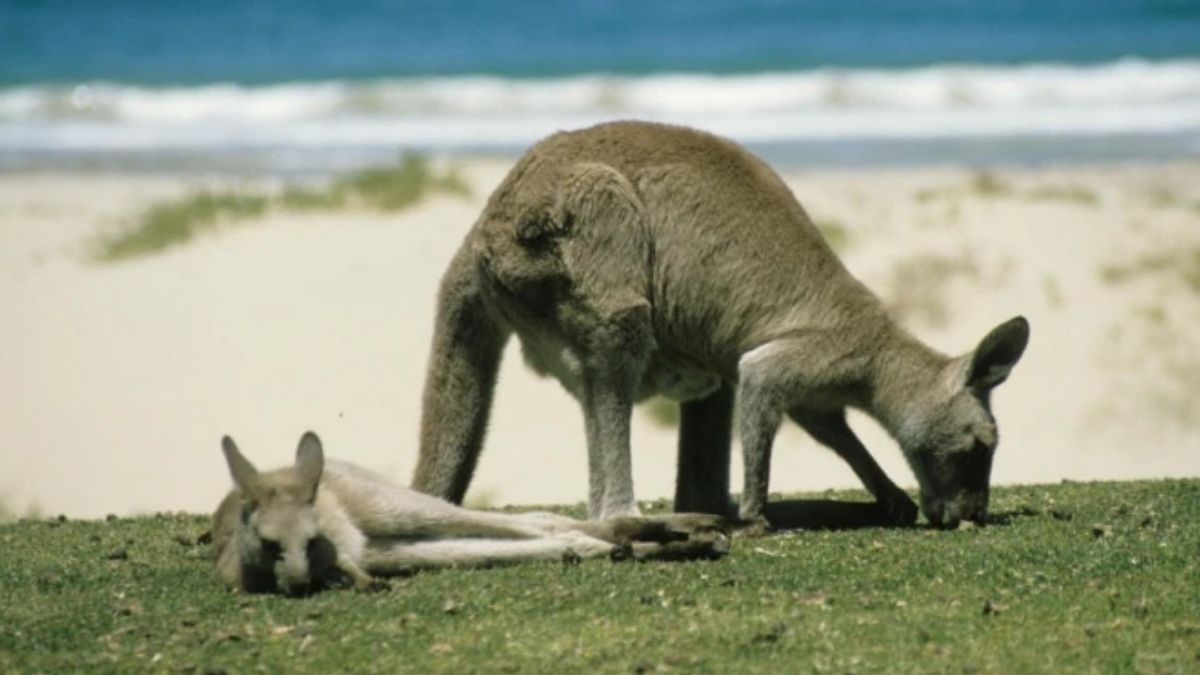 Wallabie con su cría. (Foto: Pixabay) Wallabie con su cría. (Foto: Pixabay) 