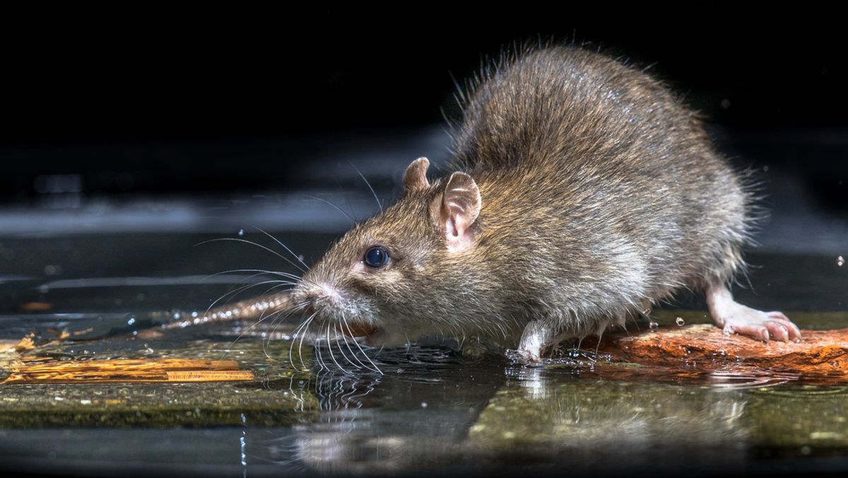 Alerta en Europa: encuentran una rata gigante y temen por su peligrosa expansión Alerta en Europa: encuentran una rata gigante y temen por su peligrosa expansión