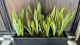 Si tenés una planta sansevieria o lengua de suegra en tu casa, te contamos qué significa y qué beneficios trae a tu hogar. Fuente Canva Si tenés una planta sansevieria o lengua de suegra en tu casa, te contamos qué significa y qué beneficios trae a tu hogar. Fuente Canva