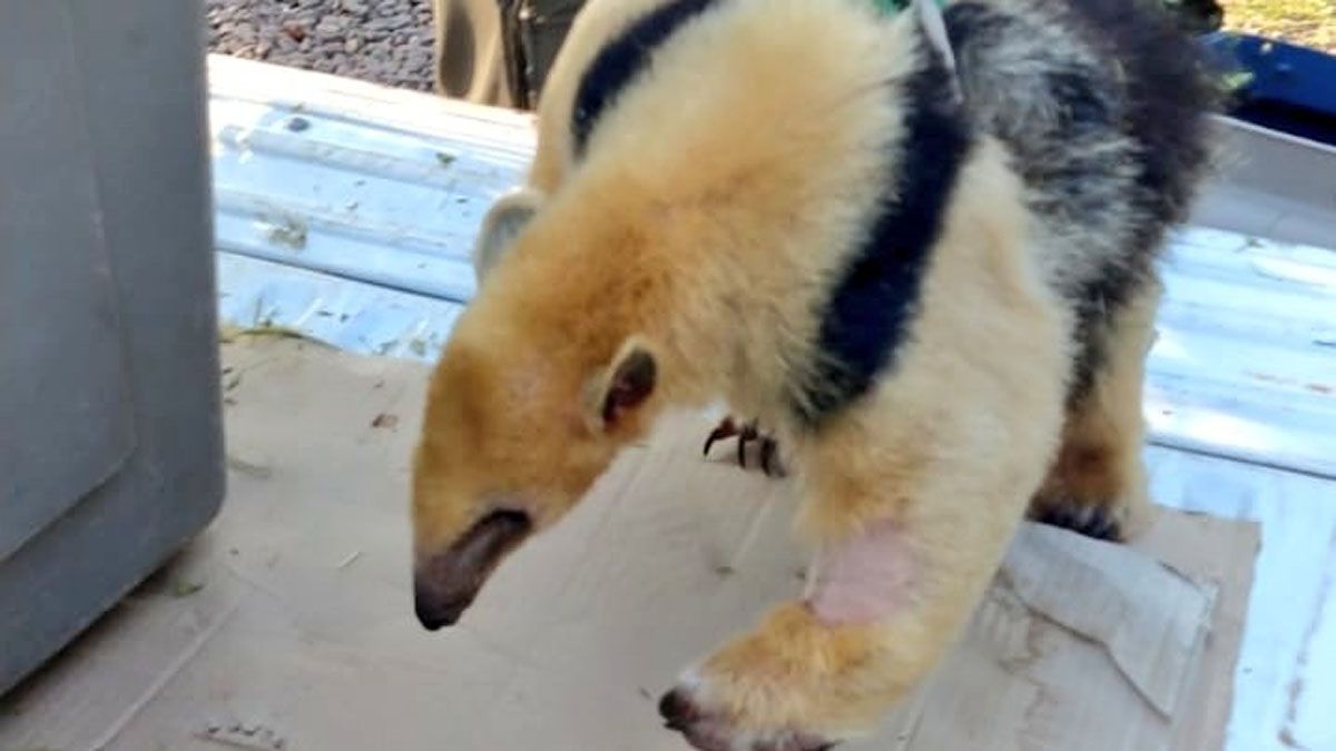 El osito melero recuperó peso gracias a la alimentación que le dieron en la Fundación Cullunche.