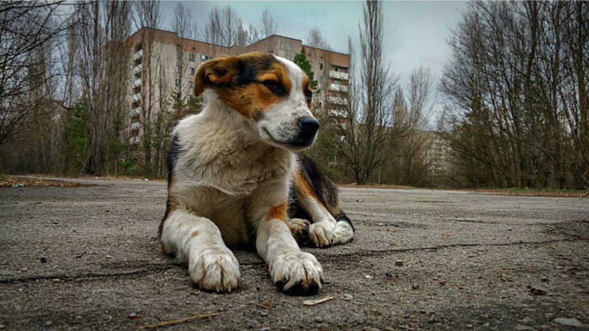 La ciencia descubrió cómo afecta la radiación a los perros de Chernóbil.