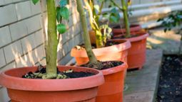 El árbol frutal que crece en maceta