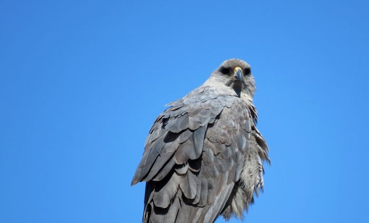 Según sitios especializados, el águila coronada se puede ver en Bolivia, Brasil, Paraguay y Argentina Según sitios especializados, el águila coronada se puede ver en Bolivia, Brasil, Paraguay y Argentina