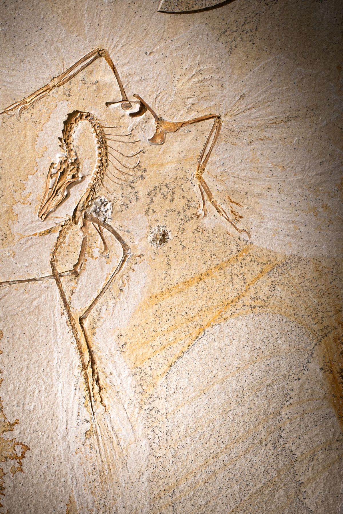 Este descubrimiento es un paso para la paleontología. Este descubrimiento es un paso para la paleontología.