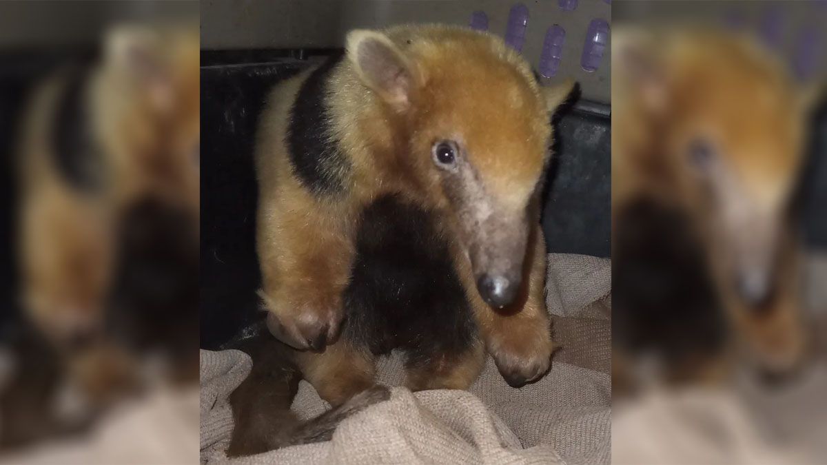 El oso melero Matías Ramón subió de peso y está en condiciones para regresar a la naturaleza.
