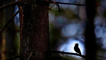 Si ves un hornero merodeando cerca de tu casa o tuyo, te contamos qué significa y por qué es bueno Si ves un hornero merodeando cerca de tu casa o tuyo, te contamos qué significa y por qué es bueno