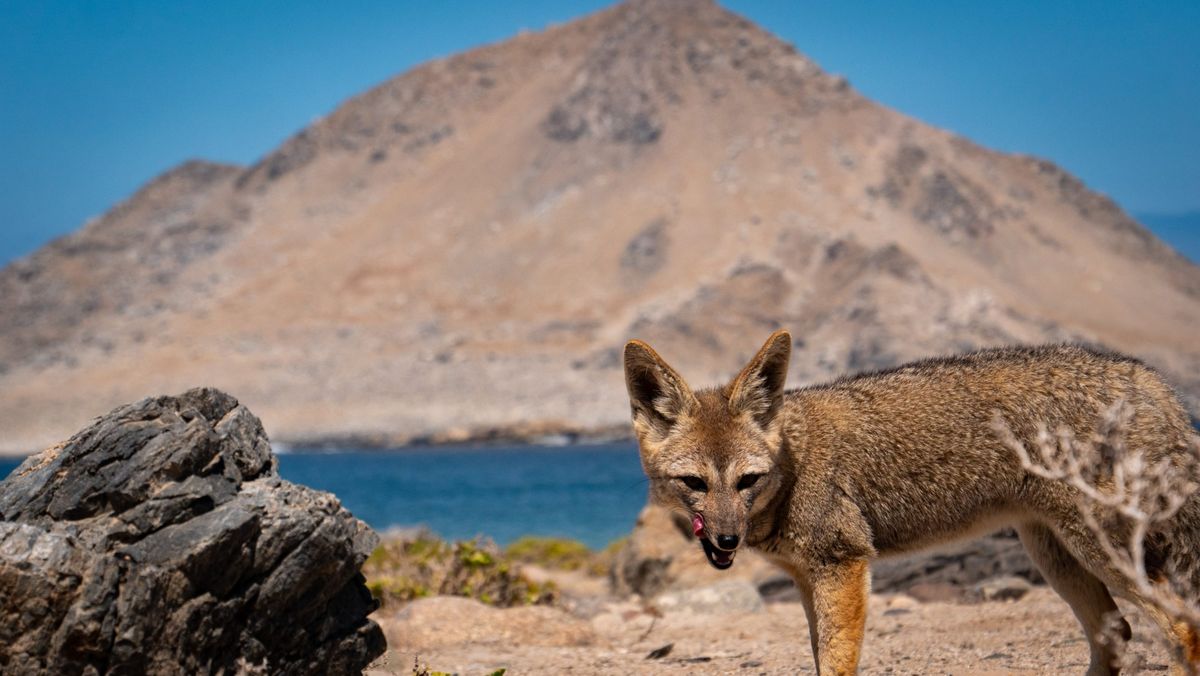 Parque Nacional Pan de Azúcar en Chile. Parque Nacional Pan de Azúcar en Chile. 
