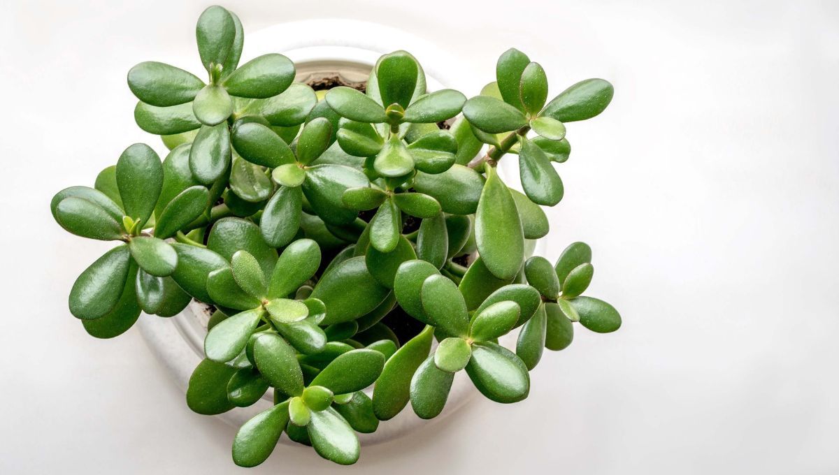  Árbol de jade: cómo activar sus poderes de abundancia