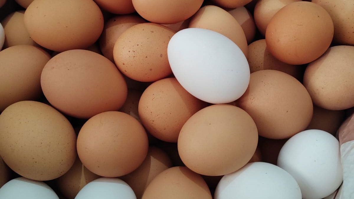 El plumaje de la gallina es lo que le da la pigmentación a la cáscara del huevo.