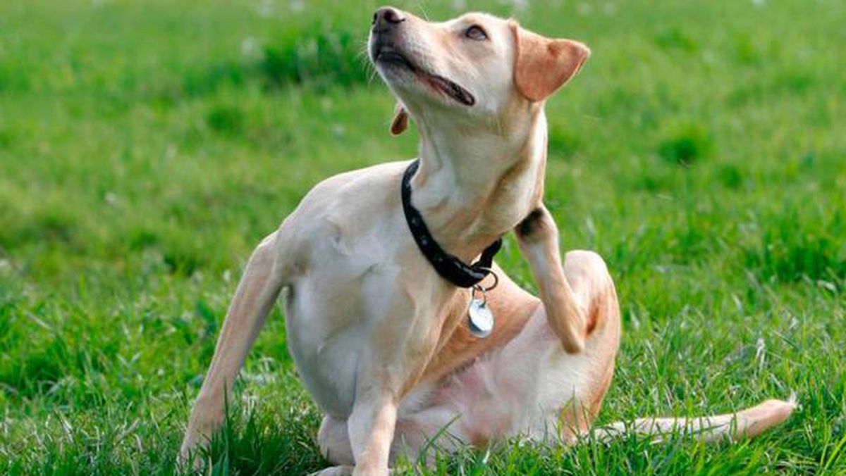 El perro que arrastra la cola con regularidad, necesita una consulta veterinaria. 