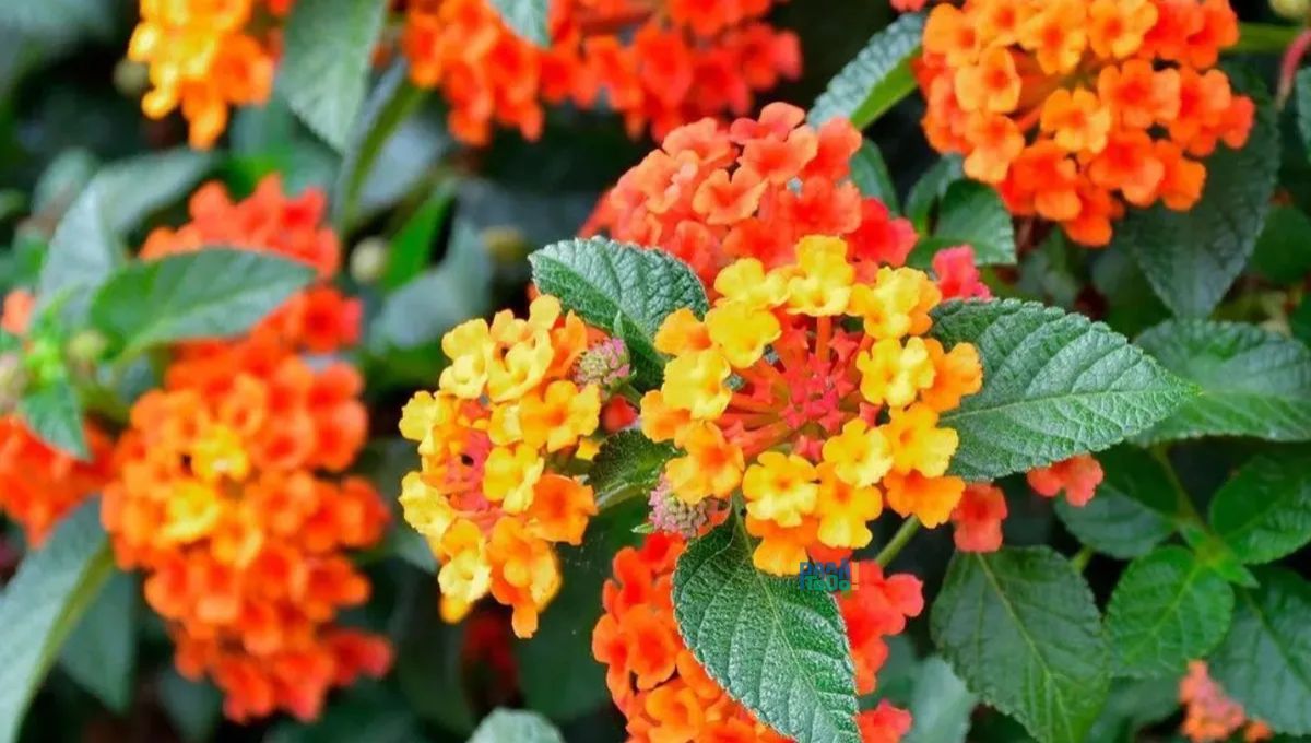 Esta planta crece rápido y soporta las temperaturas extremas. Esta planta crece rápido y soporta las temperaturas extremas.