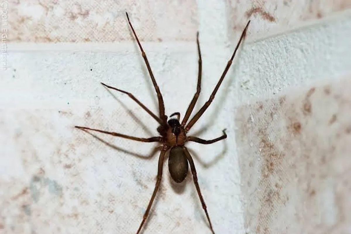 La araña violinista es una plaga común en Mendoza. La araña violinista es una plaga común en Mendoza. 